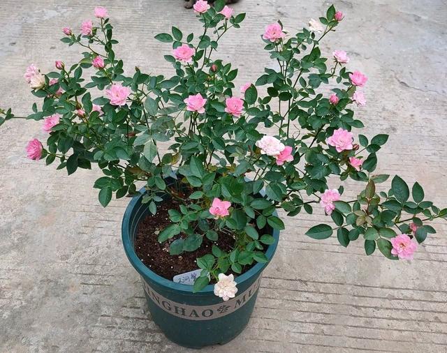 月季花图片,月月红月季花图片(100个月季品种)