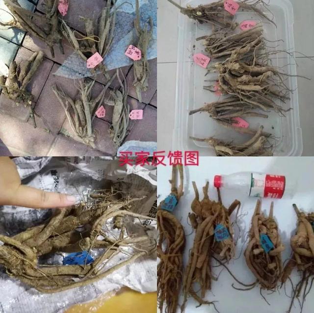 芍药不开花的解决办法，芍药一直不开花怎么办（开花个个比拳头大）