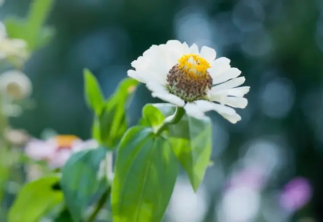 拥有阳光的心态，有关阳光心态的句子（做人，要有阳光心态！）