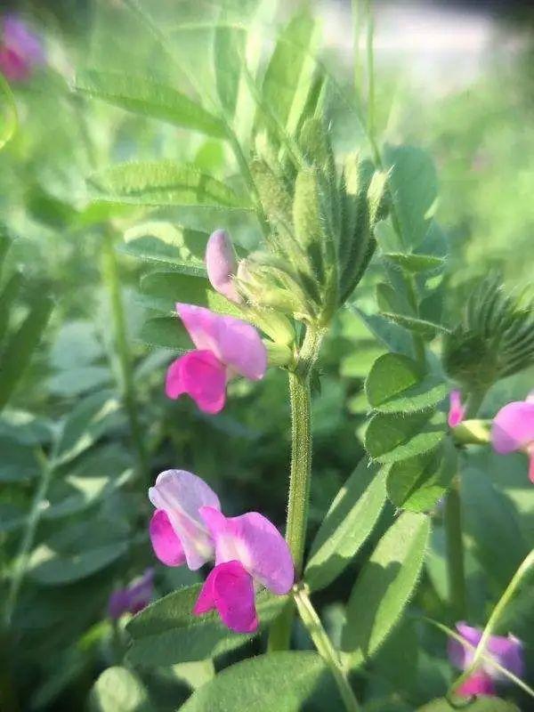 春天的花有什么，春天的花有几种分别是什么（40种小野花）