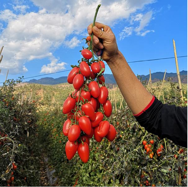 圖片[2]-圣女果的營養價值到底有多高？-起舞食譜網