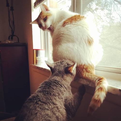 怎么分辨公猫和母猫，如何辨别猫的公母（只有亲身经历了才知道）