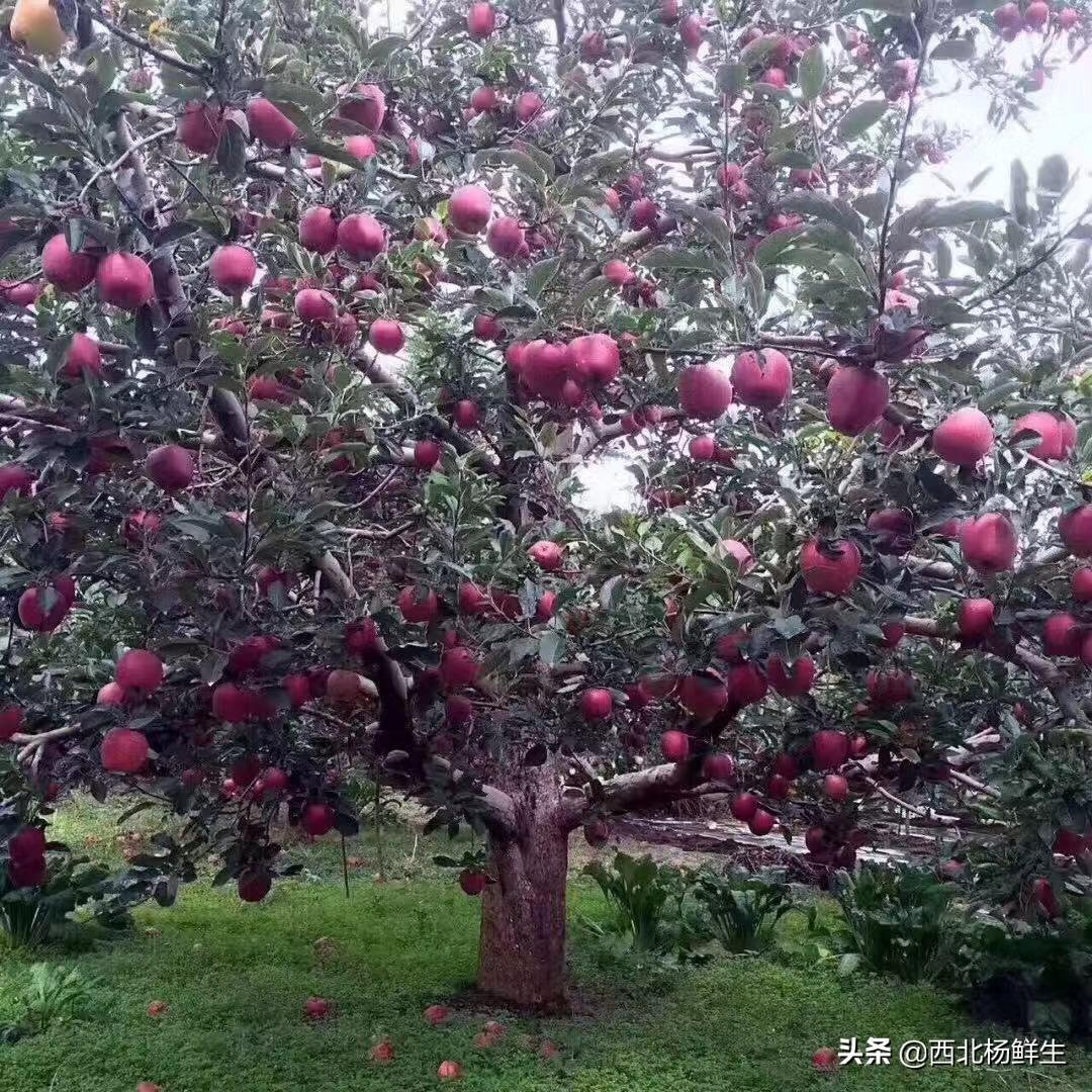 淘金小助手(淘金云客服2个月不想干了)