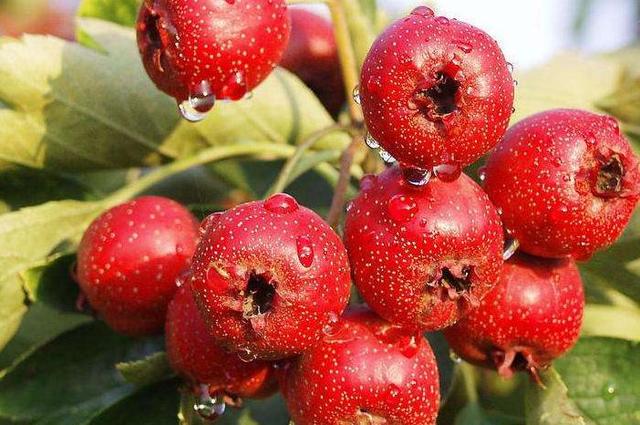 生日当天放生的好处，生日放生有什么讲究吗（今天是传说中最神奇的日子）