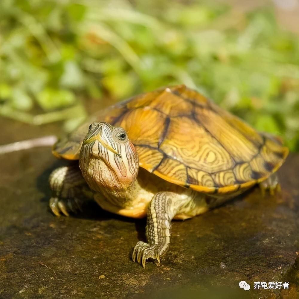 什么乌龟最好养(养草龟真恶心)