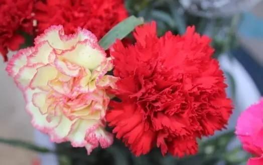 各种花的花语，各种花的花语爱情（史上最全花语大全）