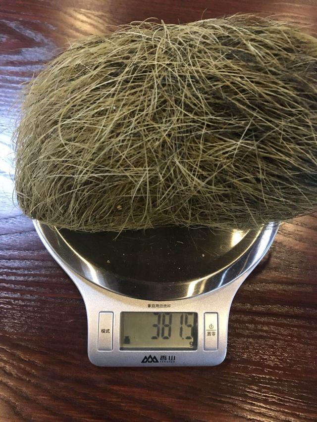 猪宝是啥部位，猪宝是什么,如何清洗保存呢（天然的中药——猪宝）