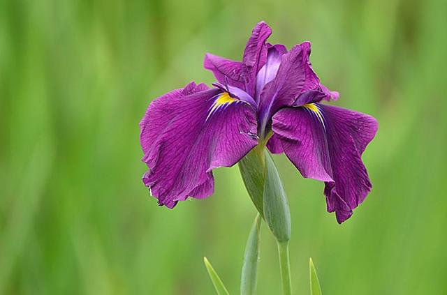 锁结手链的编法图解，手链锁扣编法图解（我情愿为你困锁一生）