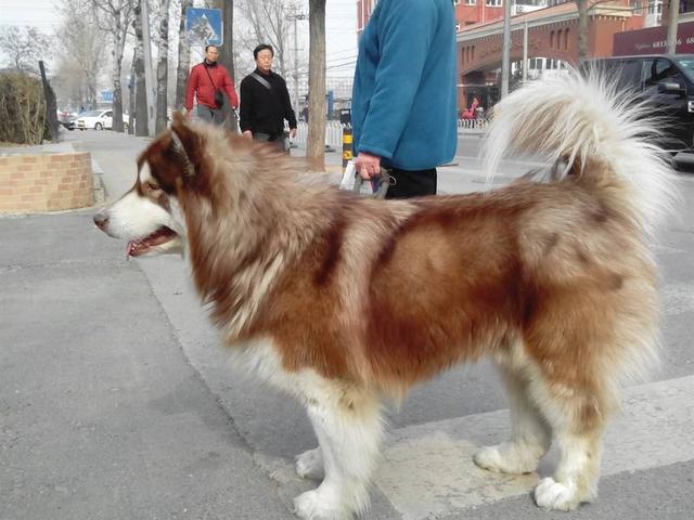 恶霸犬的六种特征，这5种狗看起来是猛汉