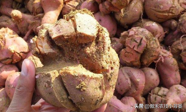 推饼子十句口诀,推饼子十句口诀小鬼推磨(红薯开裂,凸筋,弯曲畸形不用