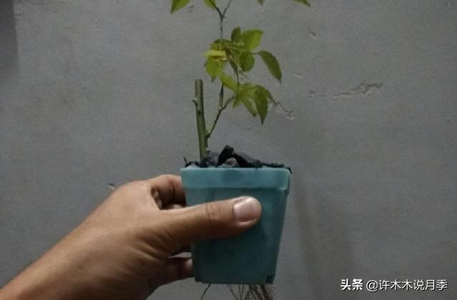 月季为什么不开花只长叶子，月季不开花只长叶子的原因处理方法（月季瘦弱、枝叶稀疏不开花怎么办）
