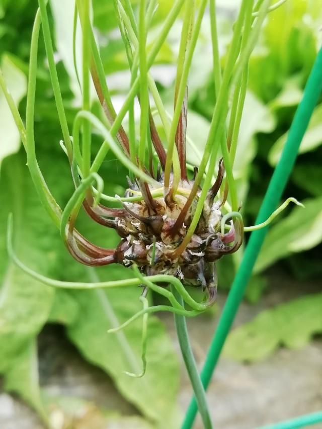 野大蒜的功效與作用(春的珍貴野菜) - 行就行