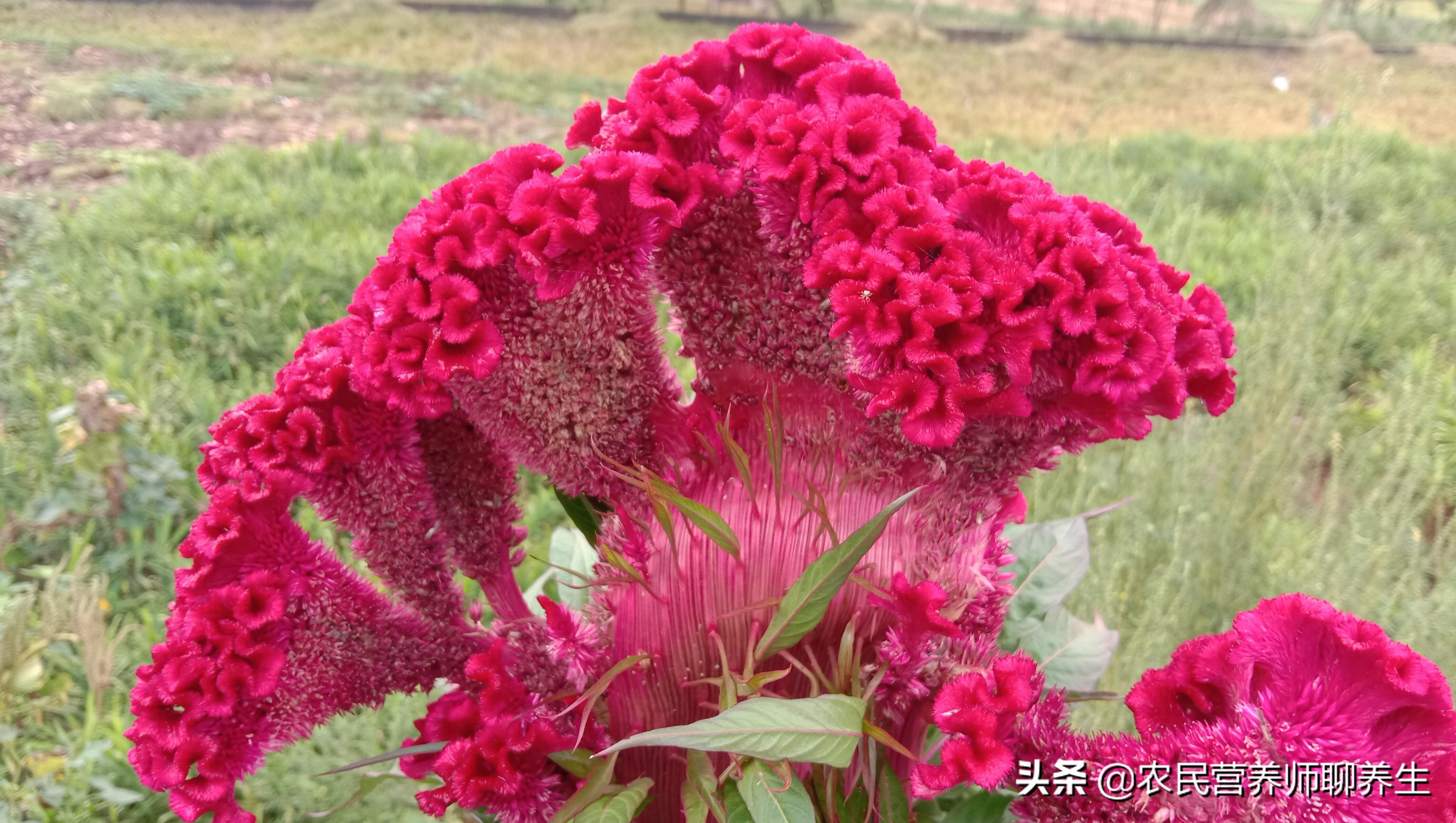 鸡冠花的功效与作用（普通的鸡冠花煮水有啥用途）