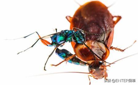 蟑螂有天敌吗，蟑螂怎么灭绝（大脑被控制，成为孵卵器）