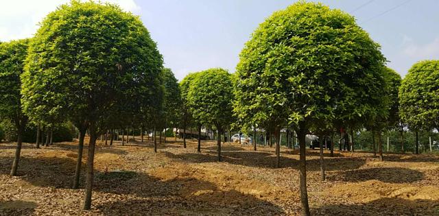 桂花香精怎么提取，桂花香如何提取（沁人心脾人引人来）