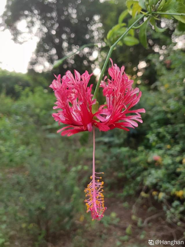 马蹄莲花期有多长，马蹄莲 花期（这花连开10个月）