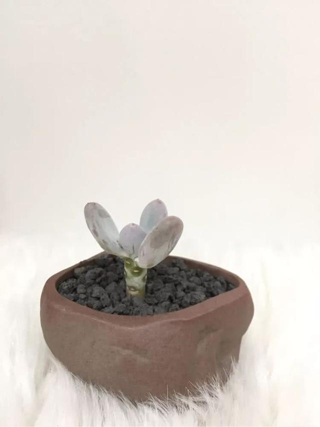 丸叶松绿怎么养，丸叶松绿的叶子可用来繁殖吗（养多肉，记名字，预防老年痴呆）