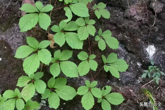 地被植物，常绿植物、地被及其他篇（地被植物名词解释）