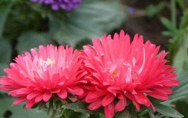 天堂鸟花语，天堂鸟花图片（你知道大自然中这些花的花语吗）