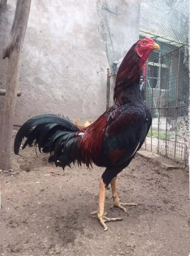 如何评价电影宫廷斗鸡,宫廷斗鸡 电影演员表(浅谈中原斗鸡的好坏)