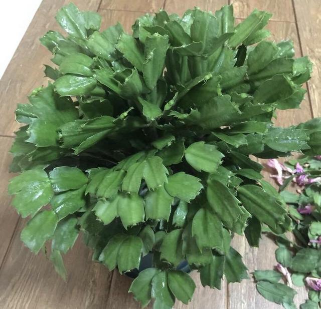 蟹爪兰怎么修剪，蟹爪兰什么时候修剪最好（蟹爪兰度夏“破败不堪”）