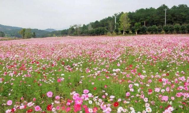 格桑花盛开的地方太漂亮了，100多亩格桑花花海美爆了