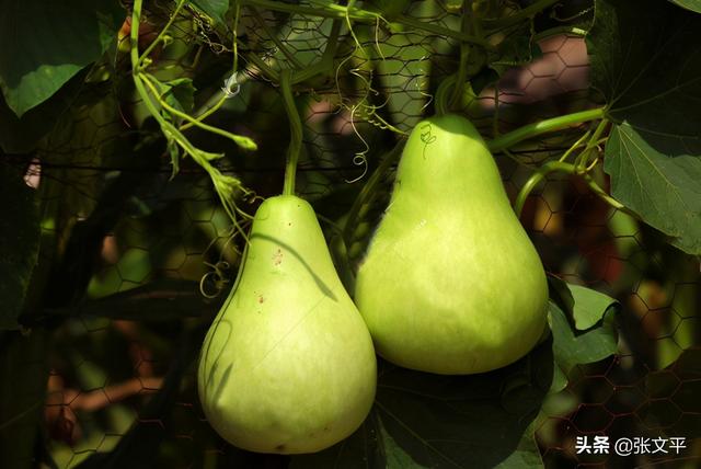 带康字的励志成语，带康字的成语100个（今天我们却写成“糠萝卜”）