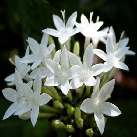 夜来香的味道有毒吗，夜来香有毒吗（这花一到晚上就很香）