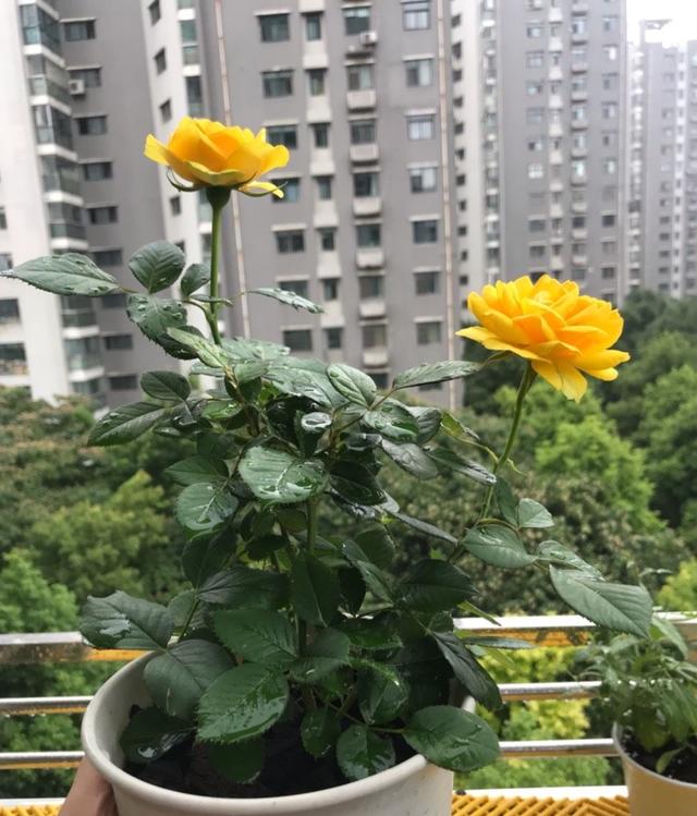 月季几月份开花，月季开花几季（要让月季秋季也开花）