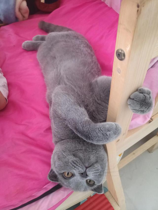 猫身上的寄生虫，猫咪体内寄生虫症状与治疗（猫身上有哪些寄生虫）
