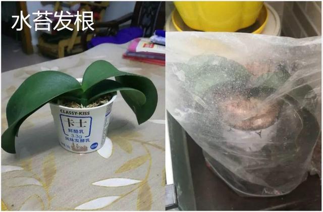 蝴蝶兰的养殖方法和注意事项，蝴蝶兰的养殖方法及注意事项大全（蝴蝶兰想养好很容易）