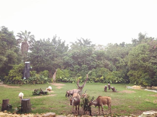 长隆水上乐园门票多少钱一张，长隆水上乐园门票多少钱一张票（国内最贵的野生动物园）