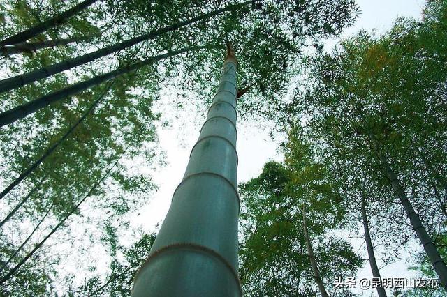 草本植物有哪些，你看到的竹子原来不是“树”（开花的草本植物有哪些）