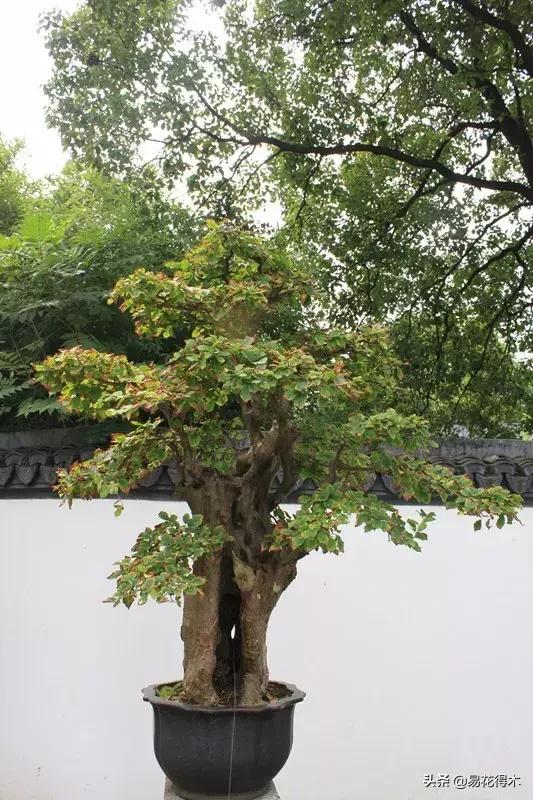 金缕梅，国家一级濒危珍稀植物（金缕梅对皮肤的作用）
