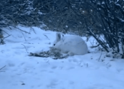 野兔和家兔的区别，家兔和野兔的区别（兔子软萌的外表下）