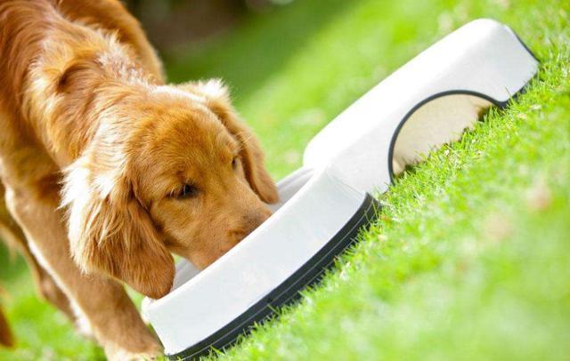 边境梗为什么禁养，边境梗是不是边牧（对小孩“最不友善”的7种狗狗）