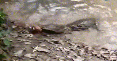 电鳗为什么会放电，电鳗放电最高可达多少伏（电鳗为何能发出800伏的高压电）