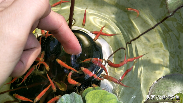 斑马鱼的寿命，斑马鱼多久繁殖一次（连难缠的金鱼都不在话下）