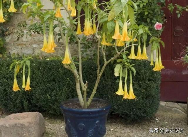 曼陀罗花有毒吗，野生曼陀罗花有毒吗（曼陀罗花为什么不太适合养在有宠物或小孩的家庭）