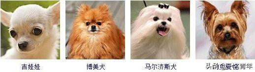 还不知道你家狗狗属于什么体型犬吗？几乎齐全了