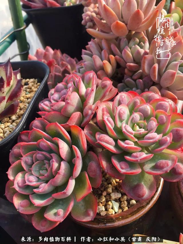 姐妹情深的句子，姐妹情深的句子简短（赏娇媚多肉，忆姐妹情深）