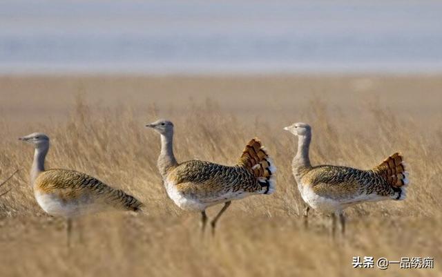 一个东一个鸟怎么读，一个东一个鸟怎么念（见过好多鸟名生僻字）
