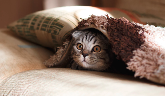 seek是什么意思，seek什么意思（你的“找”用的是look）