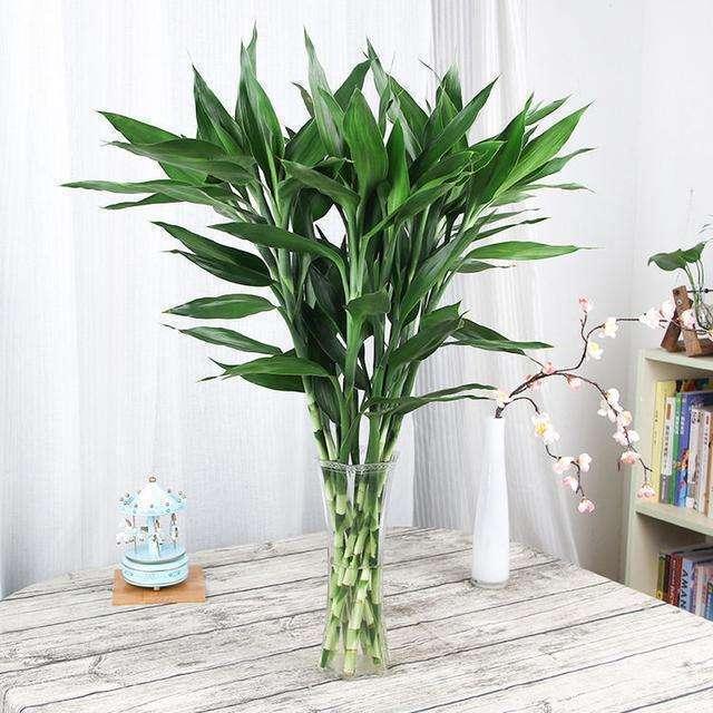搬家先搬什么东西最旺财，搬家先搬什么东西最旺财6（刚搬家直接买花错不了）