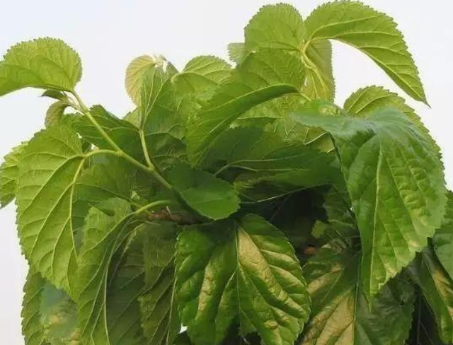 桑叶有什么功效和作用，桑叶的功效与作用有哪些（居然还有这种功能）