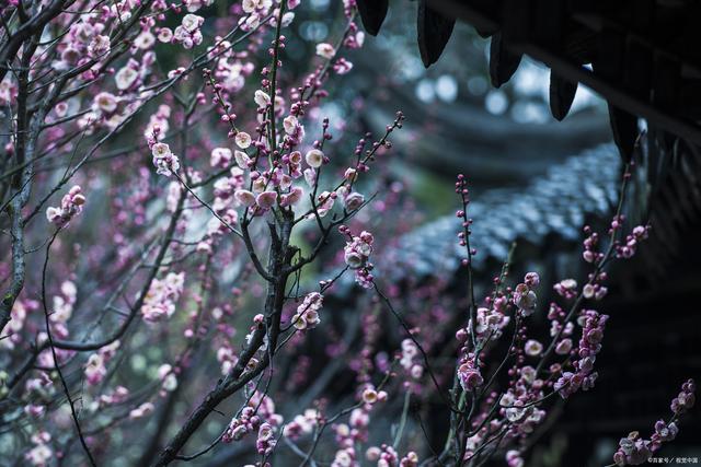 薄烟的拼音是什么，薄烟的拼音（部编人教版七年级上册语文《春》知识要点归纳）