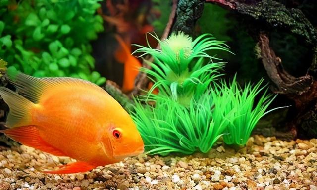 鱼缸底部铺什么好，鱼缸底部铺卵石养什么鱼（如何挑选一个合适自己的鱼缸）