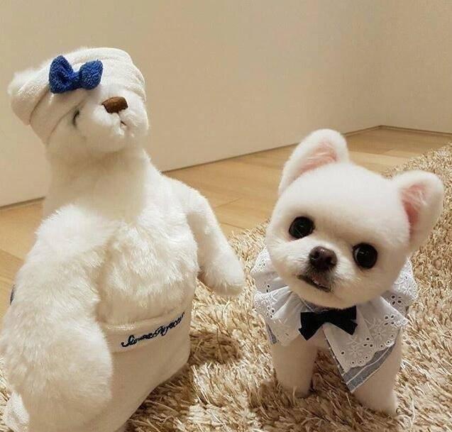 博美狗狗图片，萌萌哒的博美（颜值爆表的小博美）