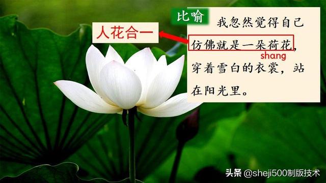 莲蓬的蓬是不是读轻声，莲蓬的蓬为什么读轻声（部编版语文三年级下册第3课《荷花》图文讲解）
