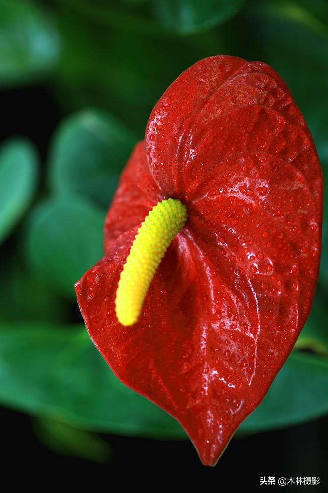 火鹤的寓意和象征,助你鸿运当头,大展宏图的火鹤,红掌花! - 玉三网